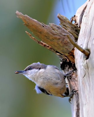 Pygmy Nuthatch