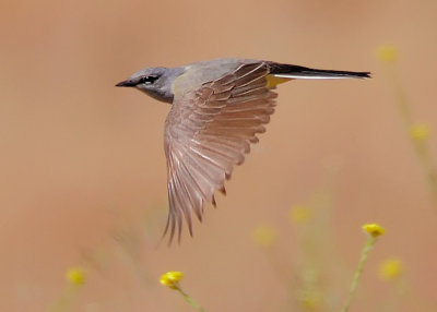 Western Kingbird