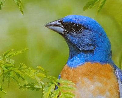 Lazuli Bunting