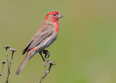 House Finch