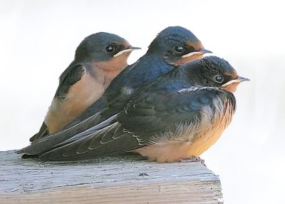 Barn Swallow Fledglings
