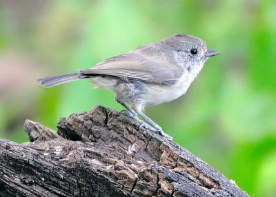 Oak Titmouse