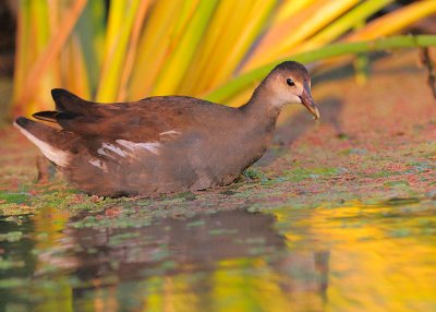 Juvenile Common Moorhen