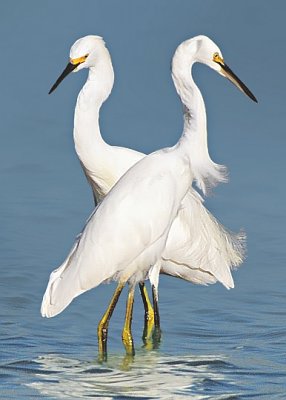 Snowy Egrets- Thoughts of Flight