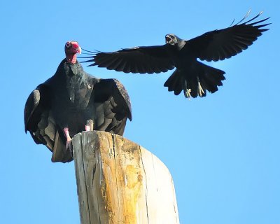 Crow Harassing Vulture