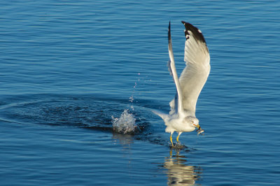 Ring-billed Gull with Catch