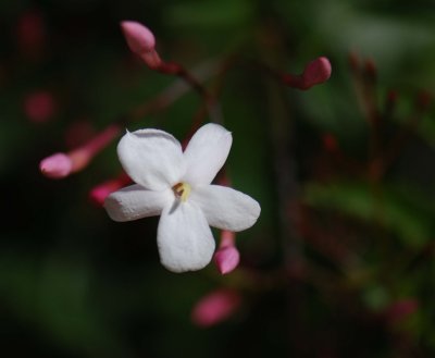 blossom.jpg