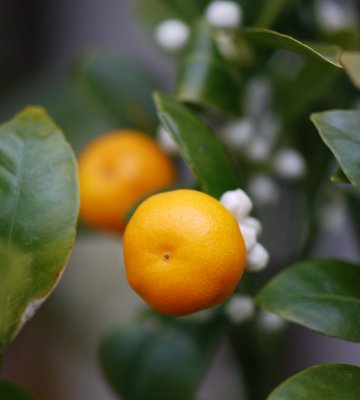kumquat.jpg