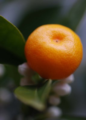 kumquat 2.jpg