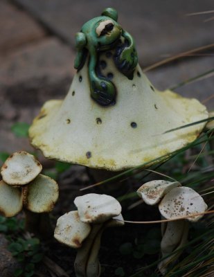 frog.jpg