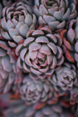 succulent 2.jpg