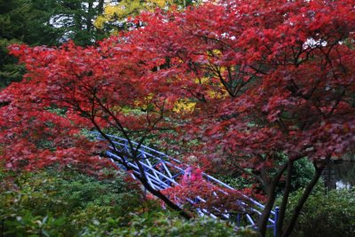 Autumn Red