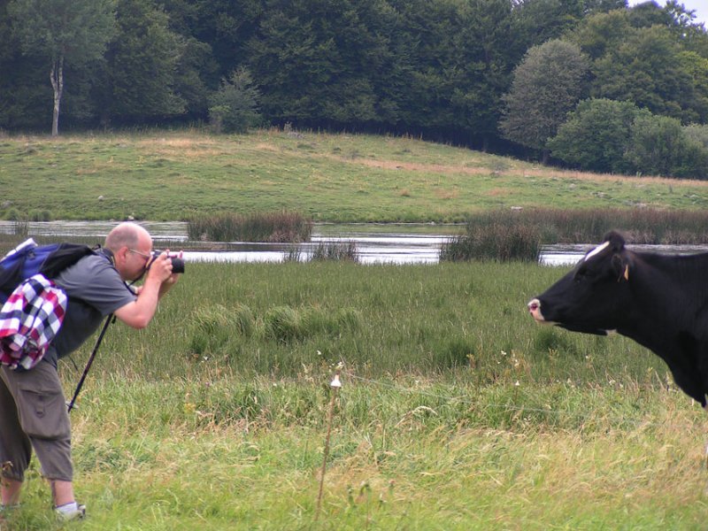 Vache-qui-rit