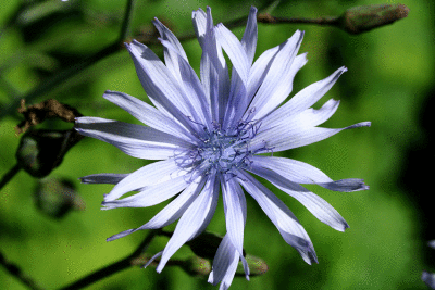 fleur-bleue