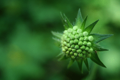 fleur-verte