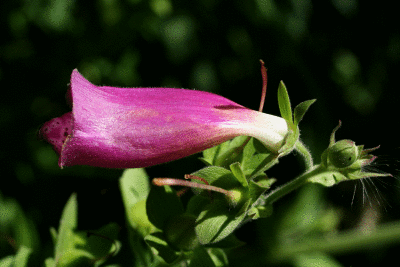 fleur-violette