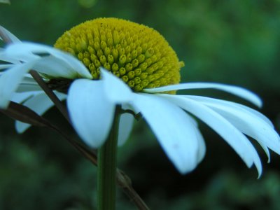 Fleur-cantal