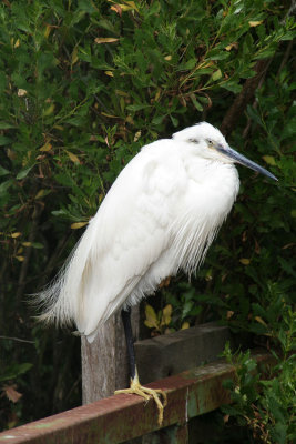 aigrette-garzette- little egret