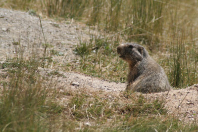 marmotte