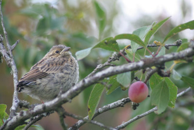 bruant-zizi-juvenile