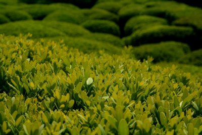 verdure
