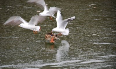 attaque-aerienne