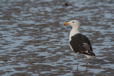 goeland marin