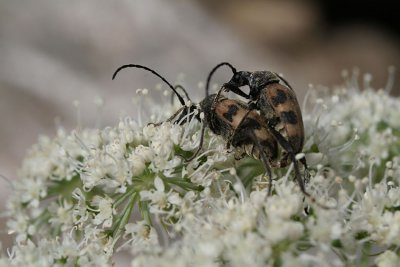 accouplement insectes