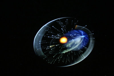 cosmos.