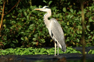 heron