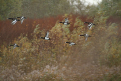 Cygnes - Oies - Canards