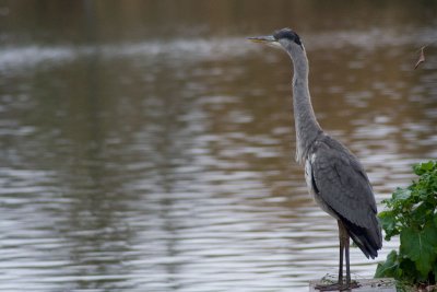 heron-juvenile