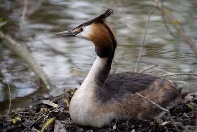 grebe-huppe