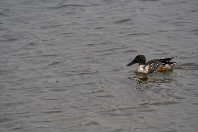 canard-souchet