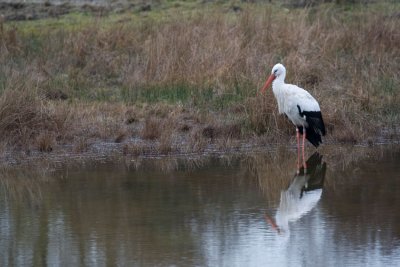 cigogne