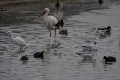 cigogne-et-aigrette-garzette