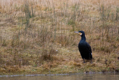 Cormorans