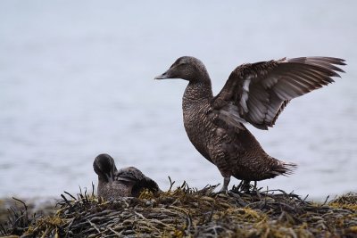 eiders