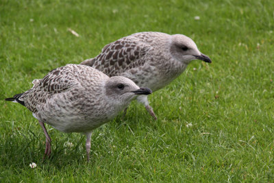 goeland-juvenile