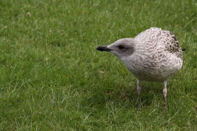 goeland-juvenile