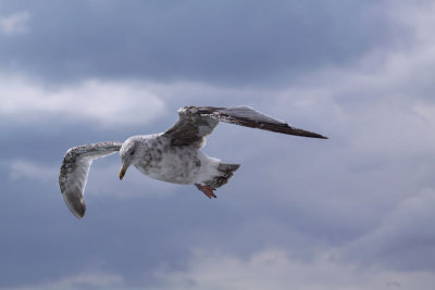 mouette