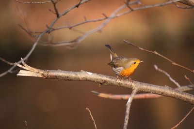 Rouge Gorge