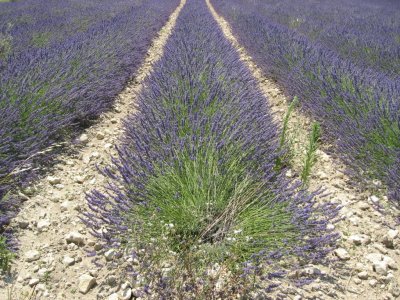 Provence 2009 005.jpg