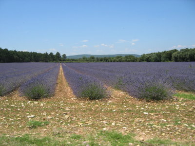 Provence 2009 006.jpg