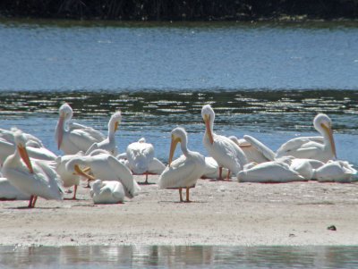 A Day With Sanibel Island