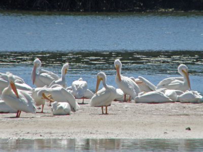 A Day With Sanibel Island