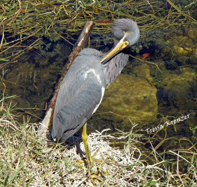 Preening Tri-colored Heron.jpg