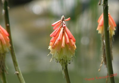 g1/92/910492/3/114936115.H0xHJCWO.jpg