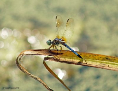 Male Blue Dasher.jpg