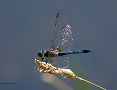 Blue Dasher Cooling Off.jpg